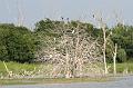 Egret & Cormorants roosting